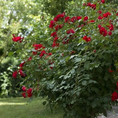 Bed & Breakfast Casa Clivia Pietrelcina